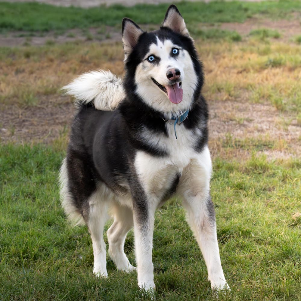Oreo – Siberian Husky, available for adoption through GWARP