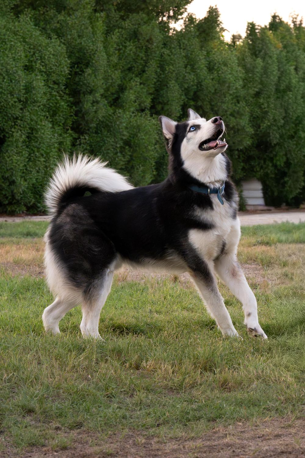 Oreo – Siberian Husky, available for adoption through GWARP