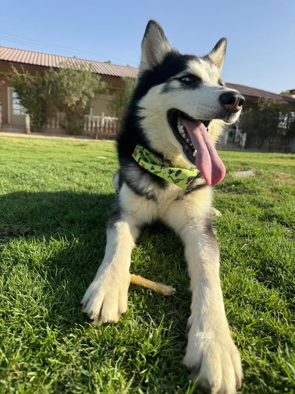 Oreo – Siberian Husky, available for adoption through GWARP