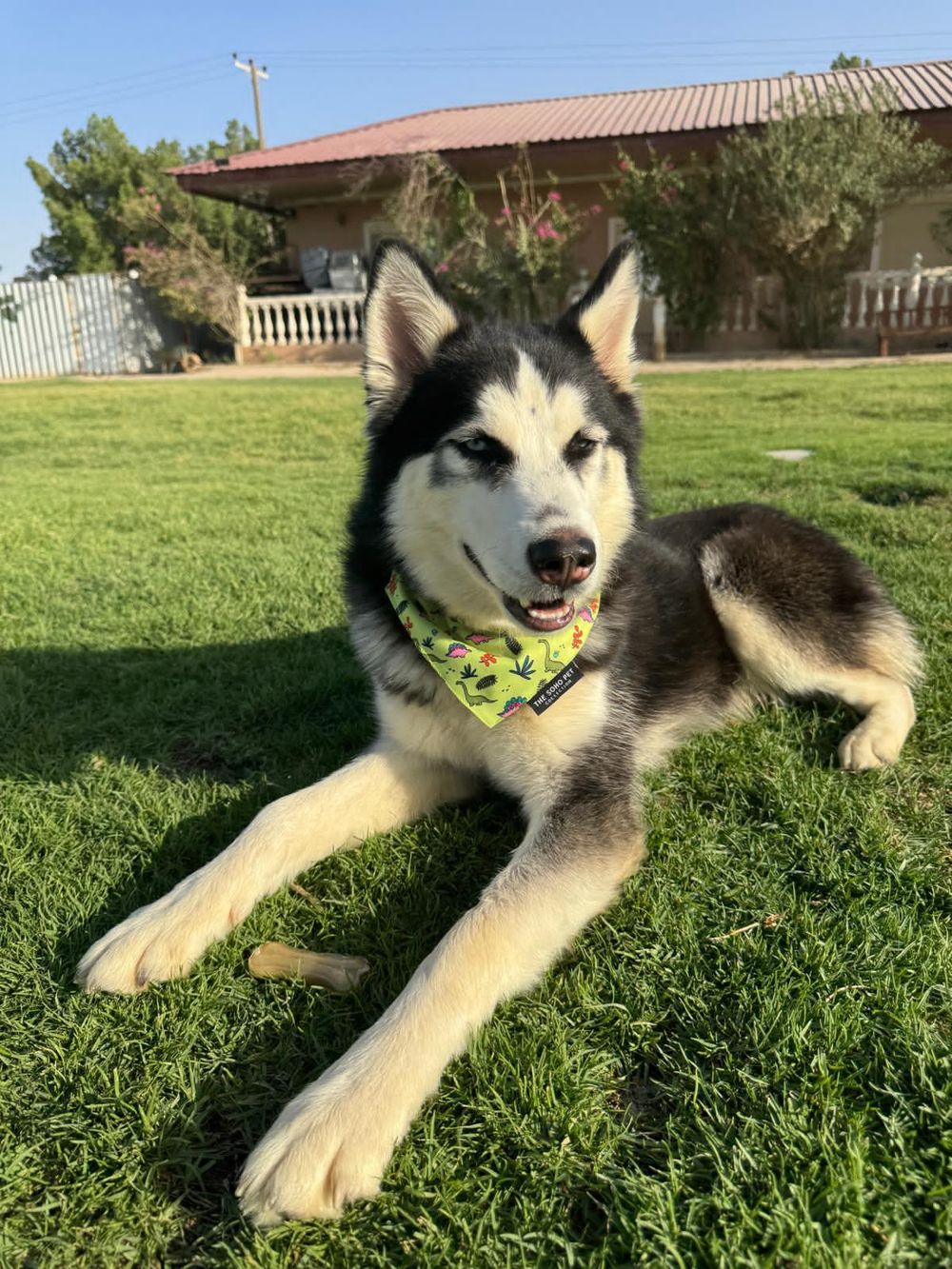 Oreo – Siberian Husky, available for adoption through GWARP