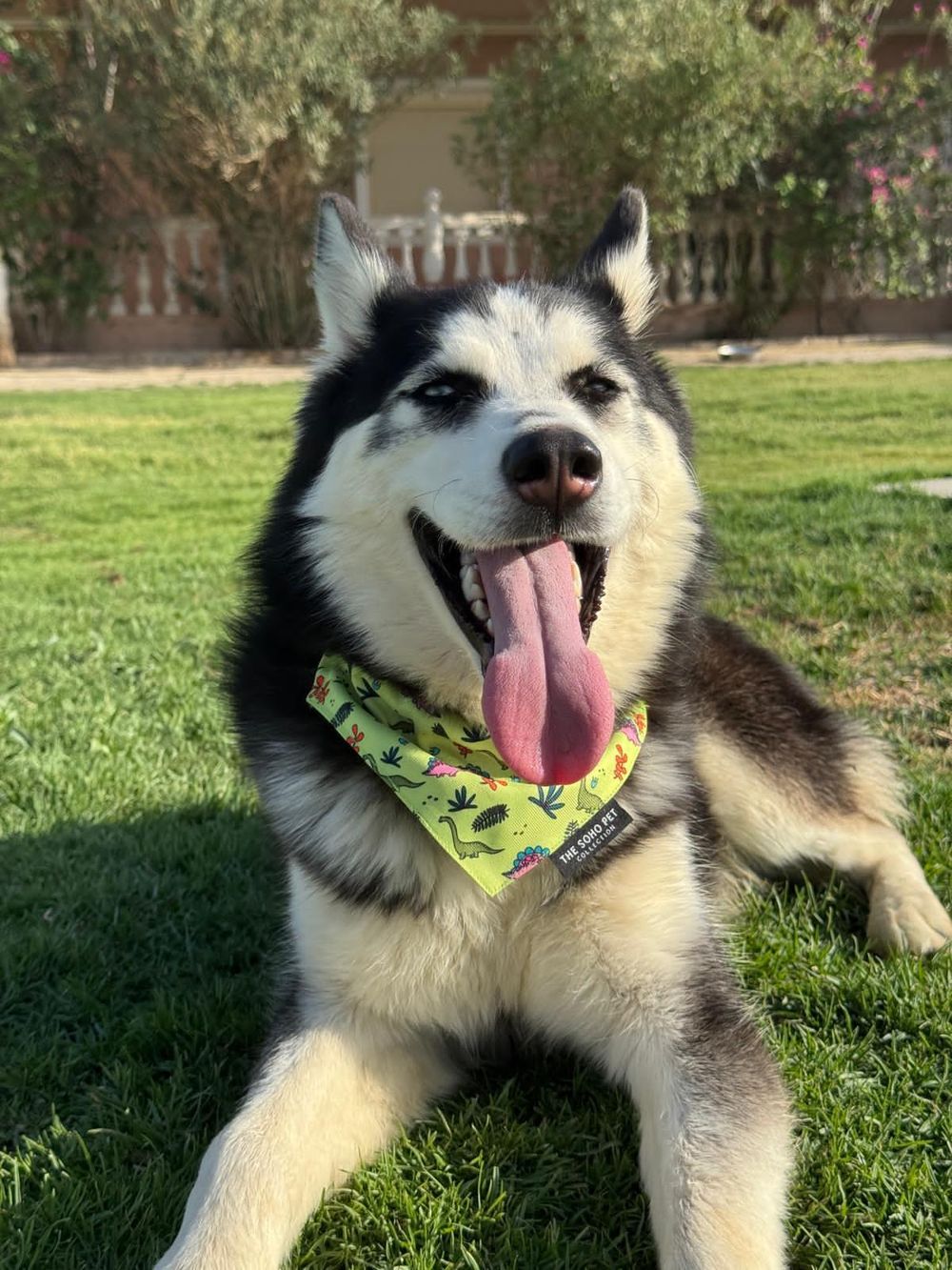 Oreo – Siberian Husky, available for adoption through GWARP