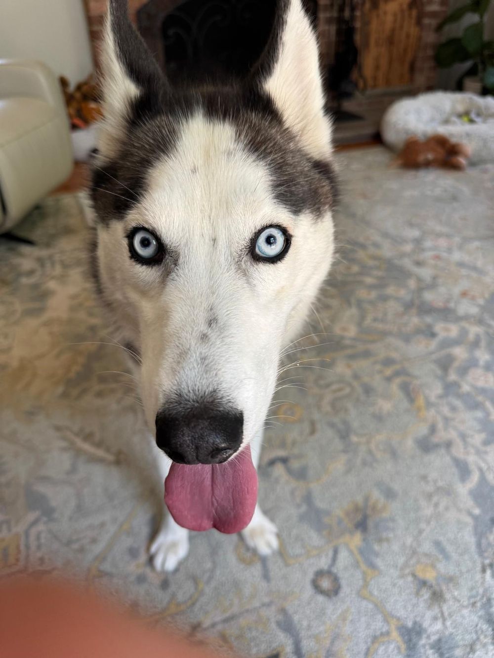 Oscar – Husky, available for adoption through GWARP