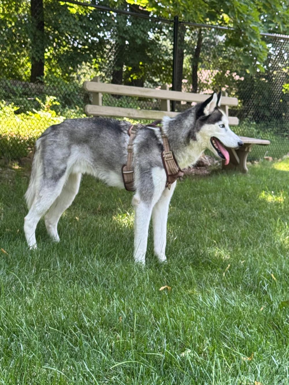 Oscar – Husky, available for adoption through GWARP