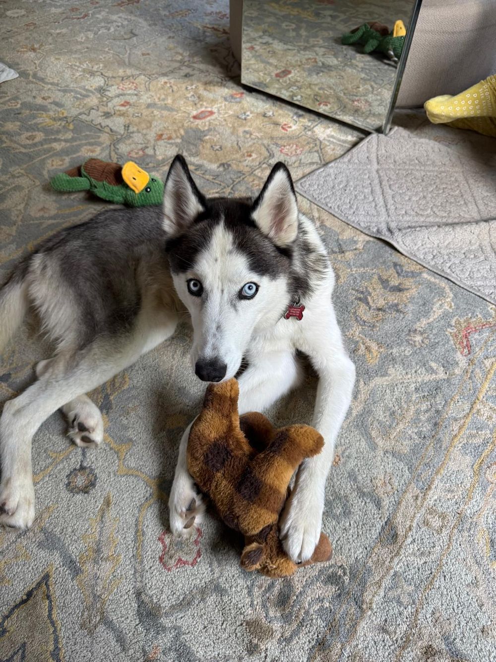 Oscar – Husky, available for adoption through GWARP