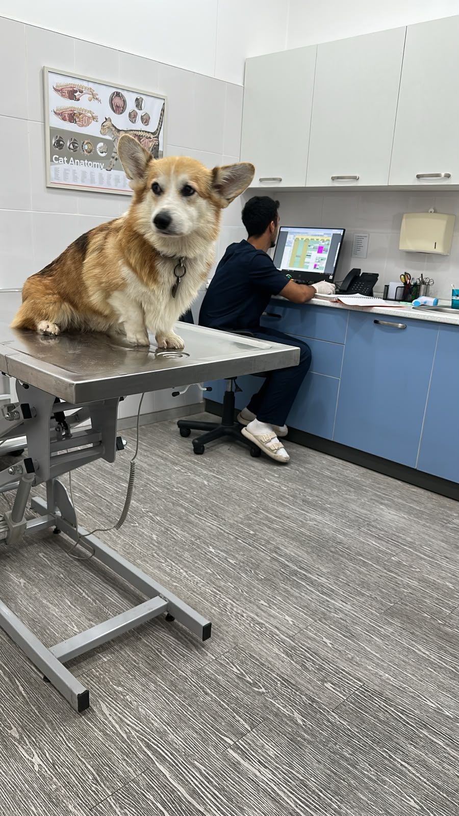 Paco – Corgi, available for adoption through GWARP