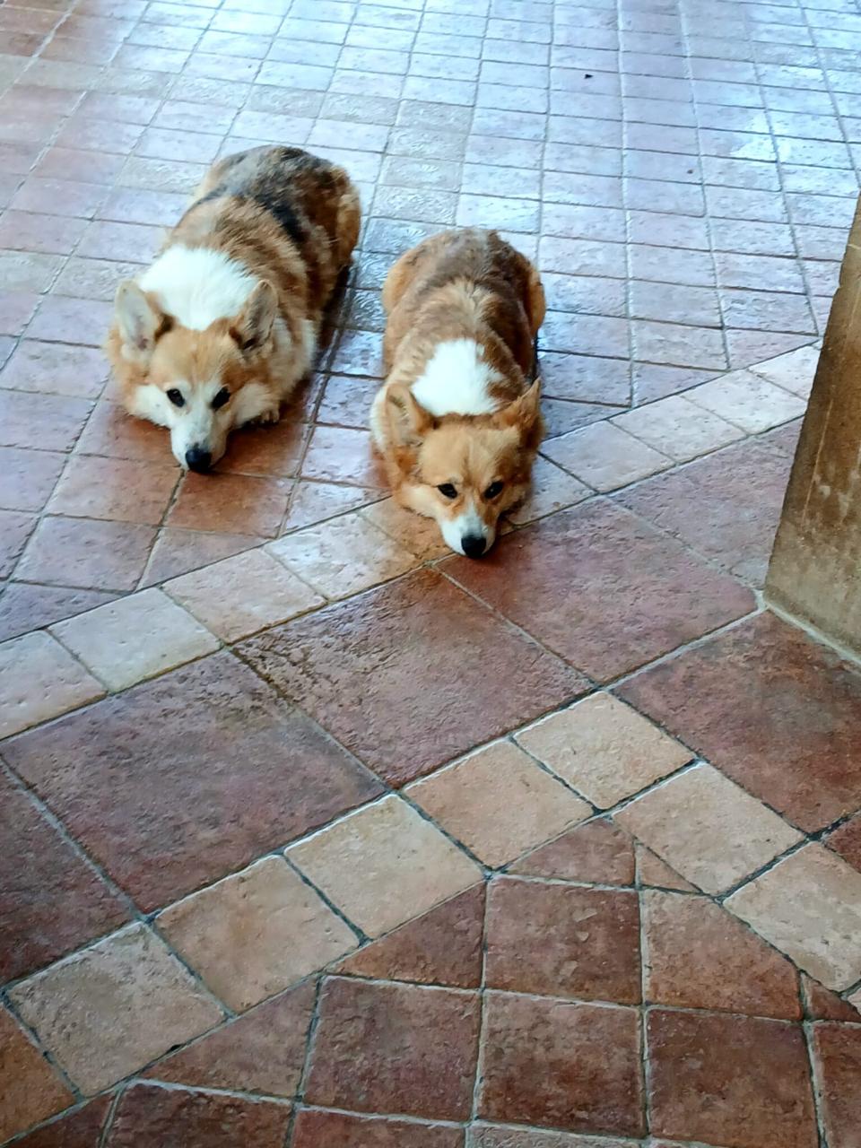 Paco – Corgi, available for adoption through GWARP