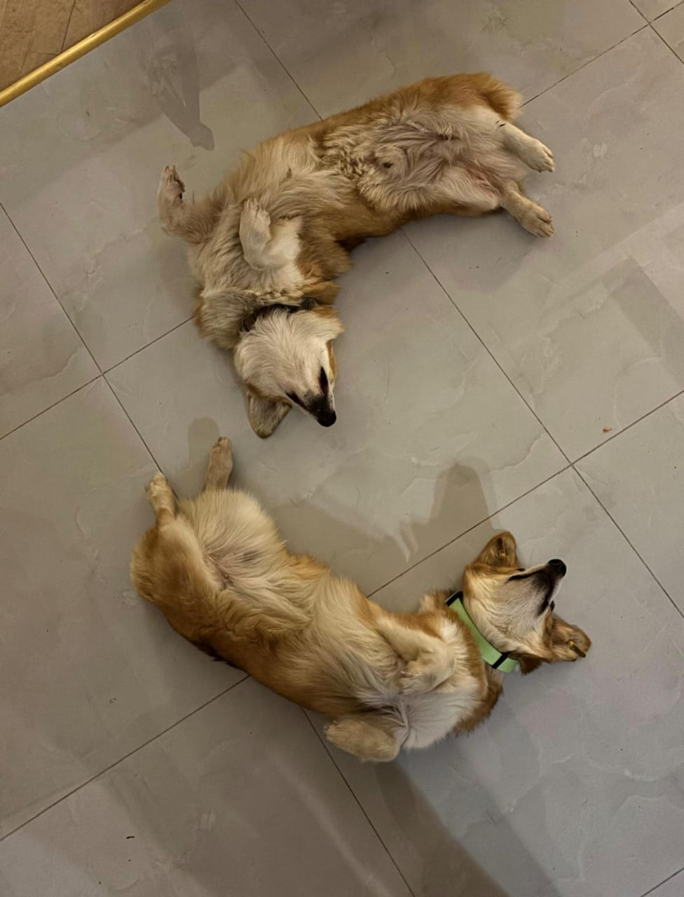 Paco – Corgi, available for adoption through GWARP