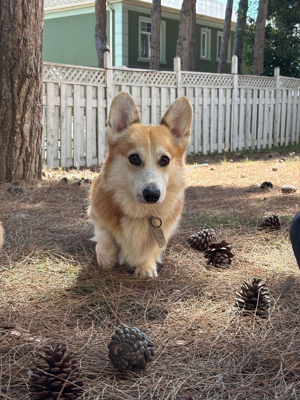 Paco – Corgi, available for adoption through GWARP