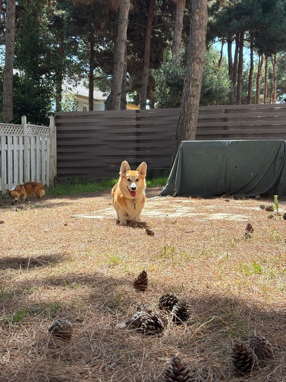 Paco – Corgi, available for adoption through GWARP