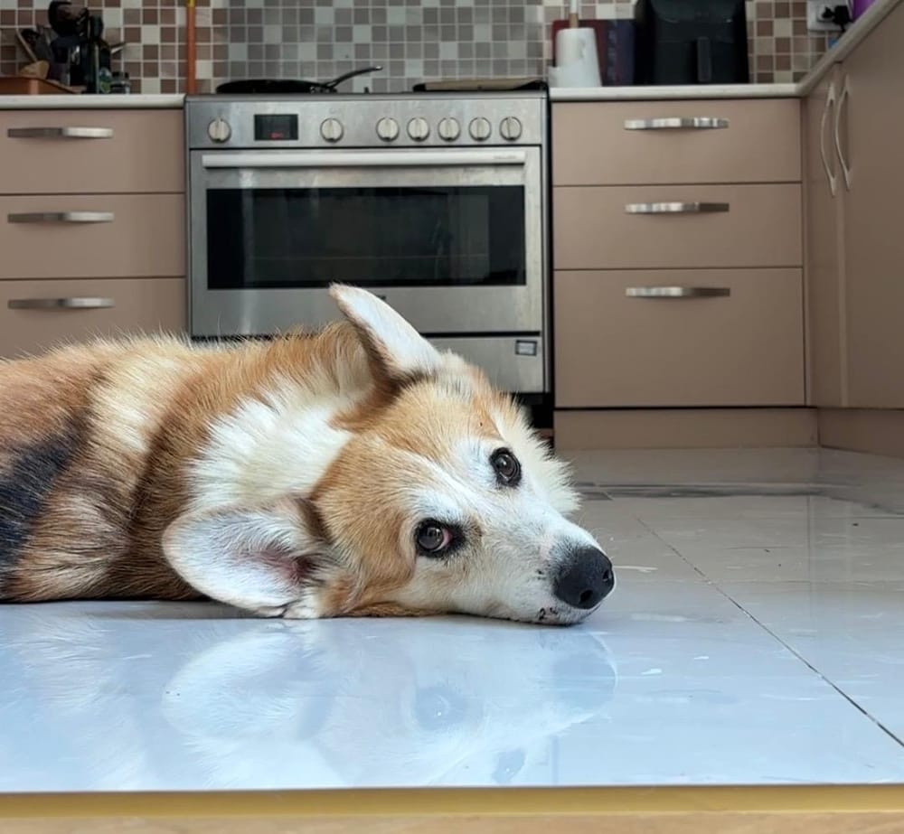 Paco – Corgi, available for adoption through GWARP