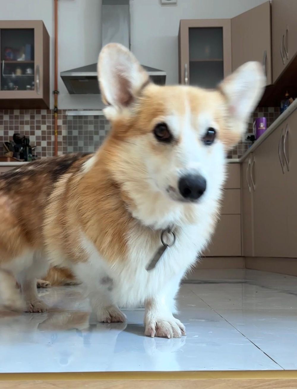 Paco – Corgi, available for adoption through GWARP