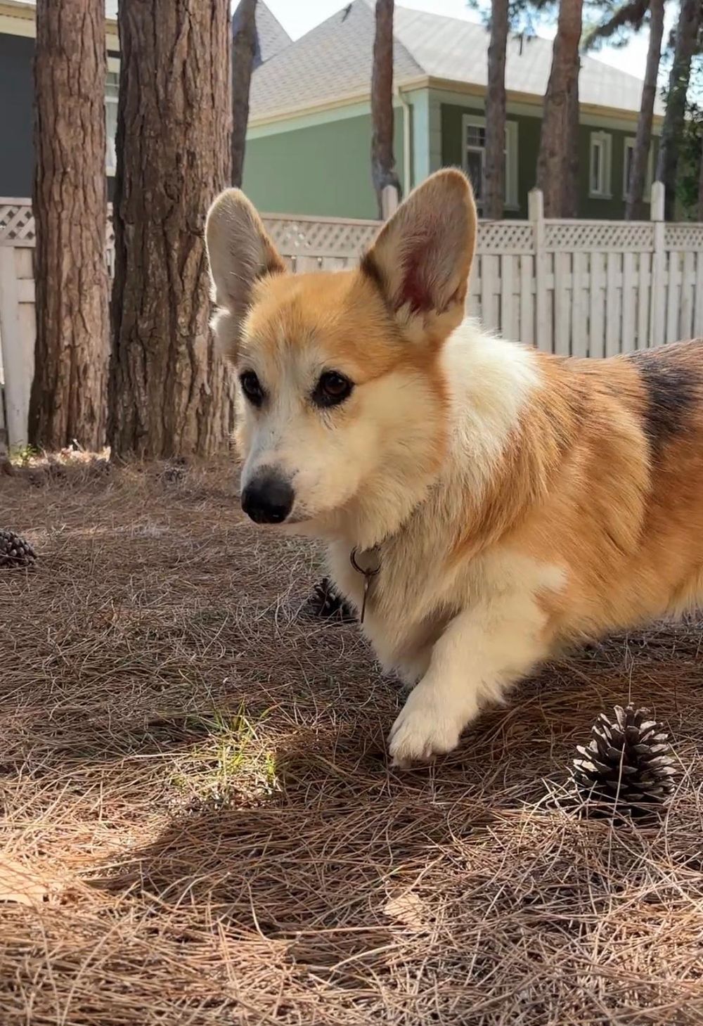Paco – Corgi, available for adoption through GWARP