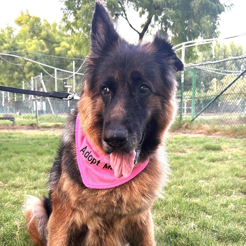 Pamela – German Shepherd Dog, available for adoption through GWARP