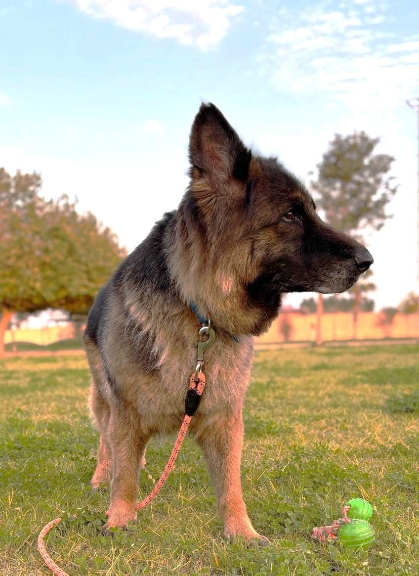 Pamela – German Shepherd Dog, available for adoption through GWARP