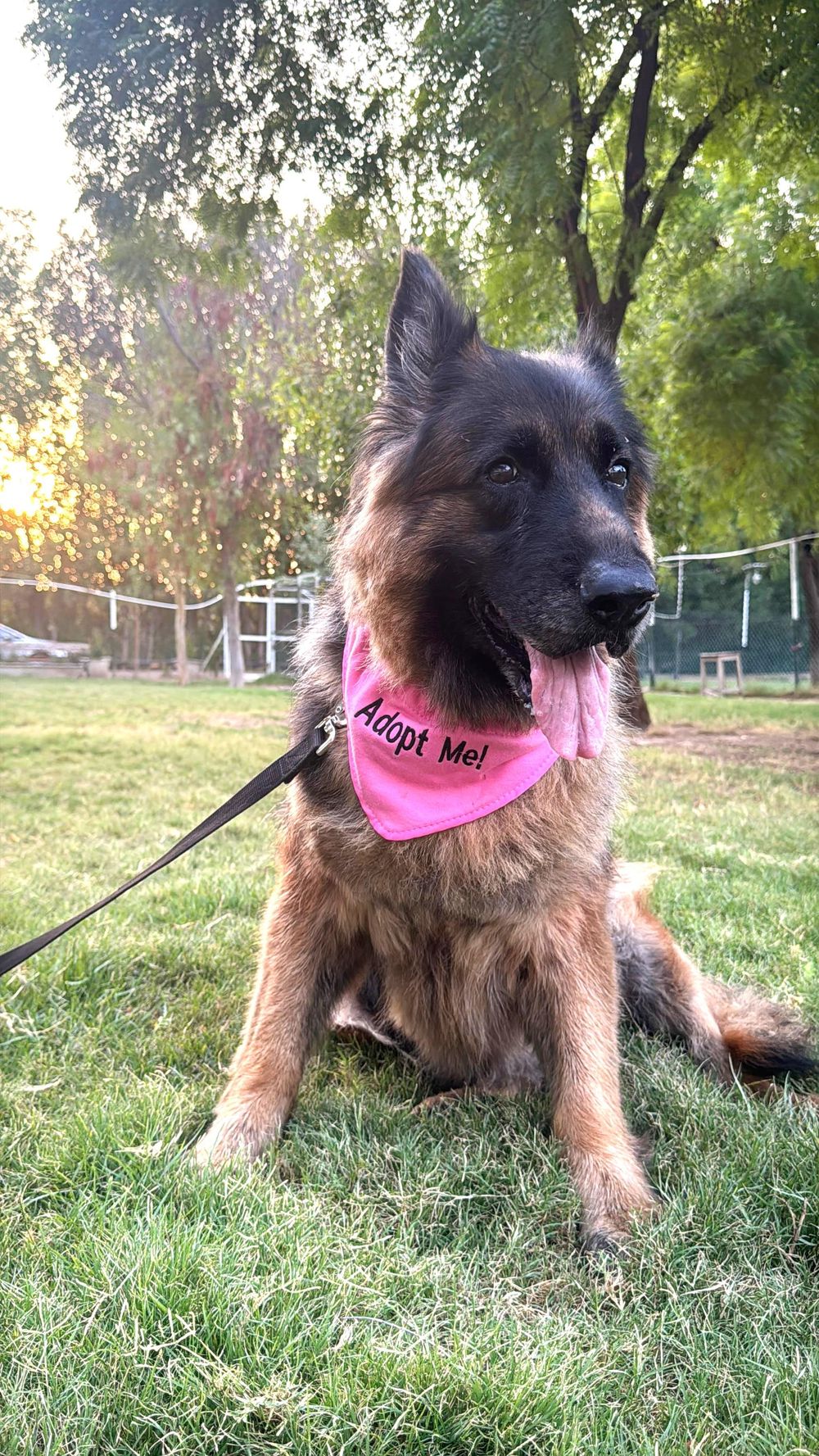 Pamela – German Shepherd Dog, available for adoption through GWARP