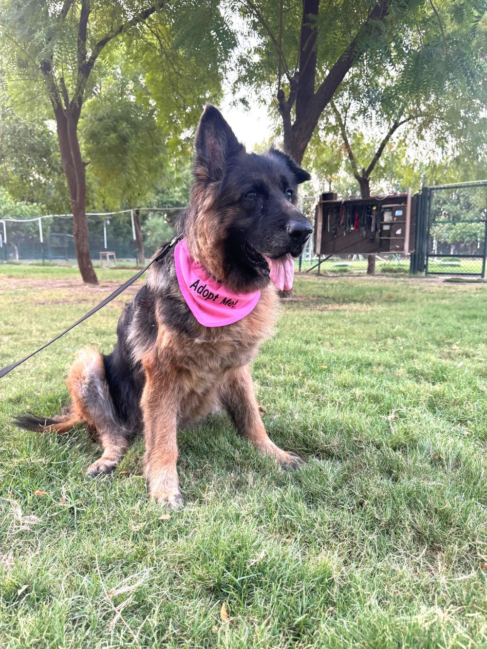 Pamela – German Shepherd Dog, available for adoption through GWARP