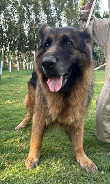 Pamela – German Shepherd Dog, available for adoption through GWARP