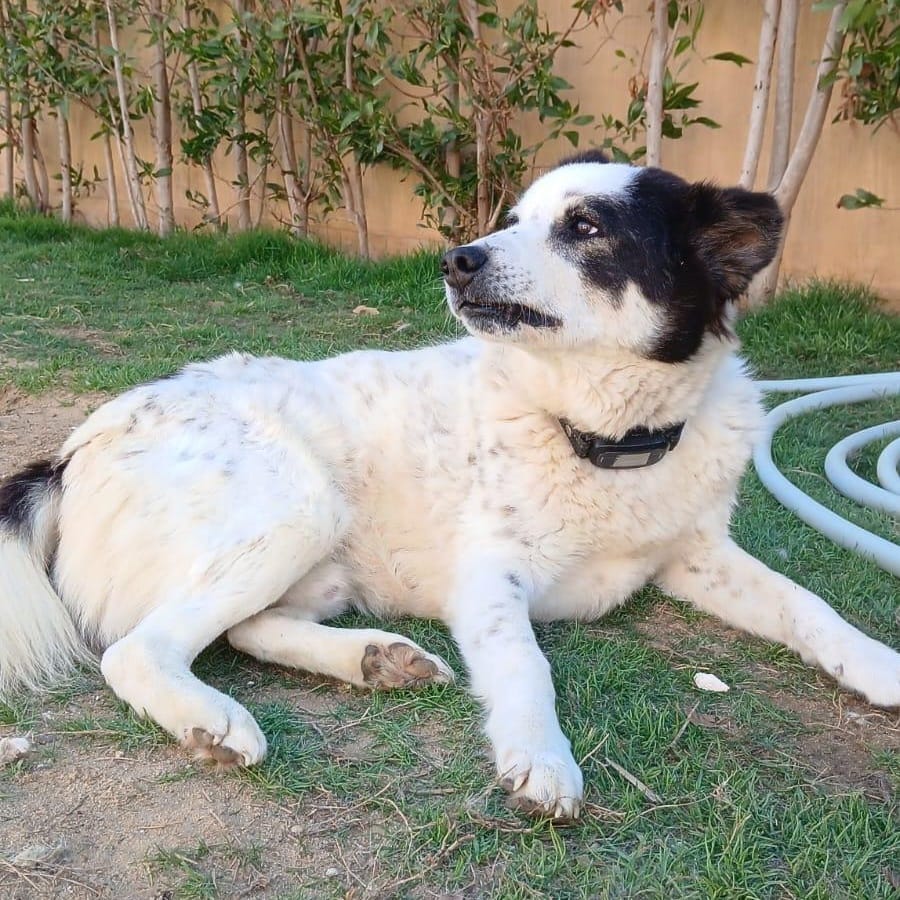 Panda – Border Collie, available for adoption through GWARP