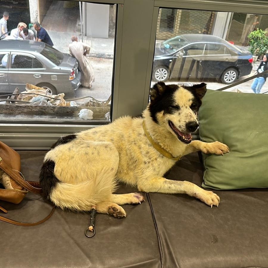 Panda – Border Collie, available for adoption through GWARP