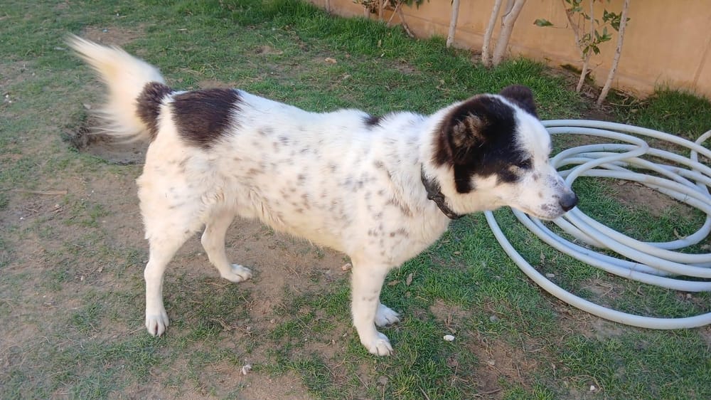 Panda – Border Collie, available for adoption through GWARP