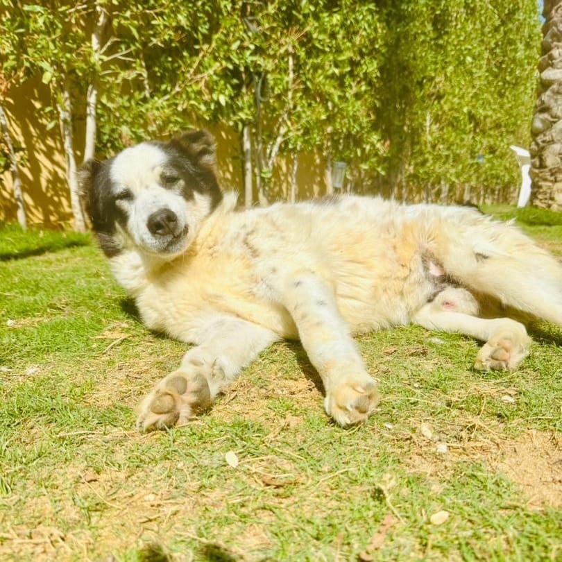 Panda – Border Collie, available for adoption through GWARP