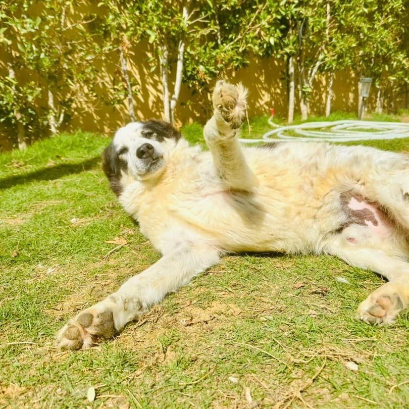 Panda – Border Collie, available for adoption through GWARP