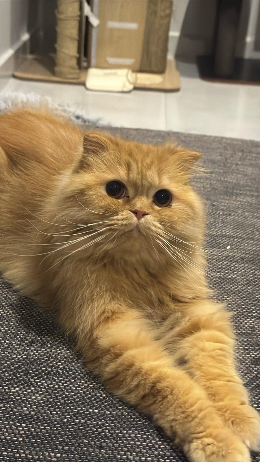 Peach – Scottish Fold & Persian Mix, available for adoption through GWARP