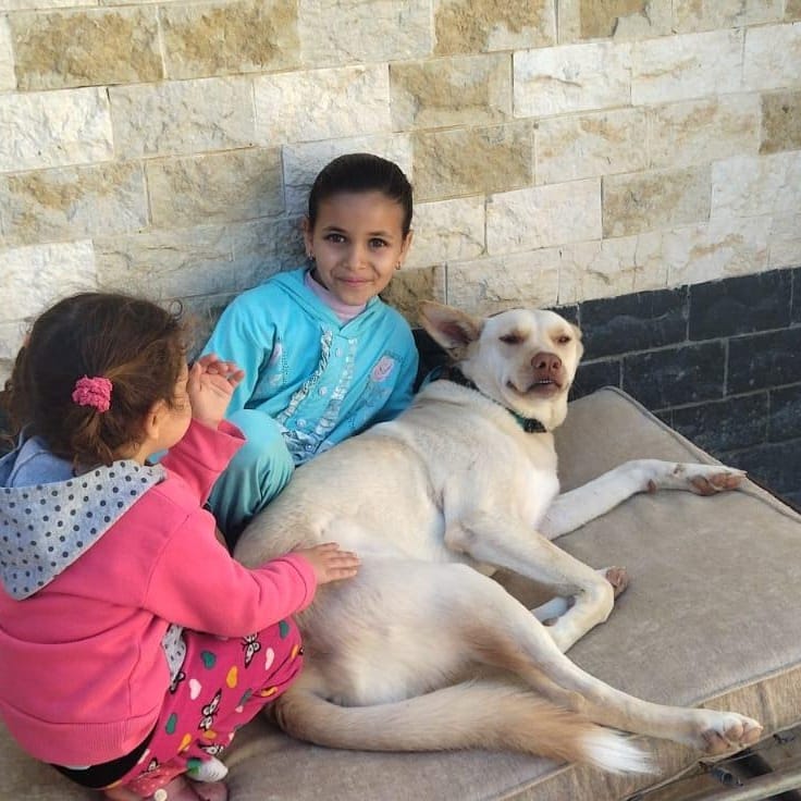 Pinky – Pharaoh Hound, available for adoption through GWARP