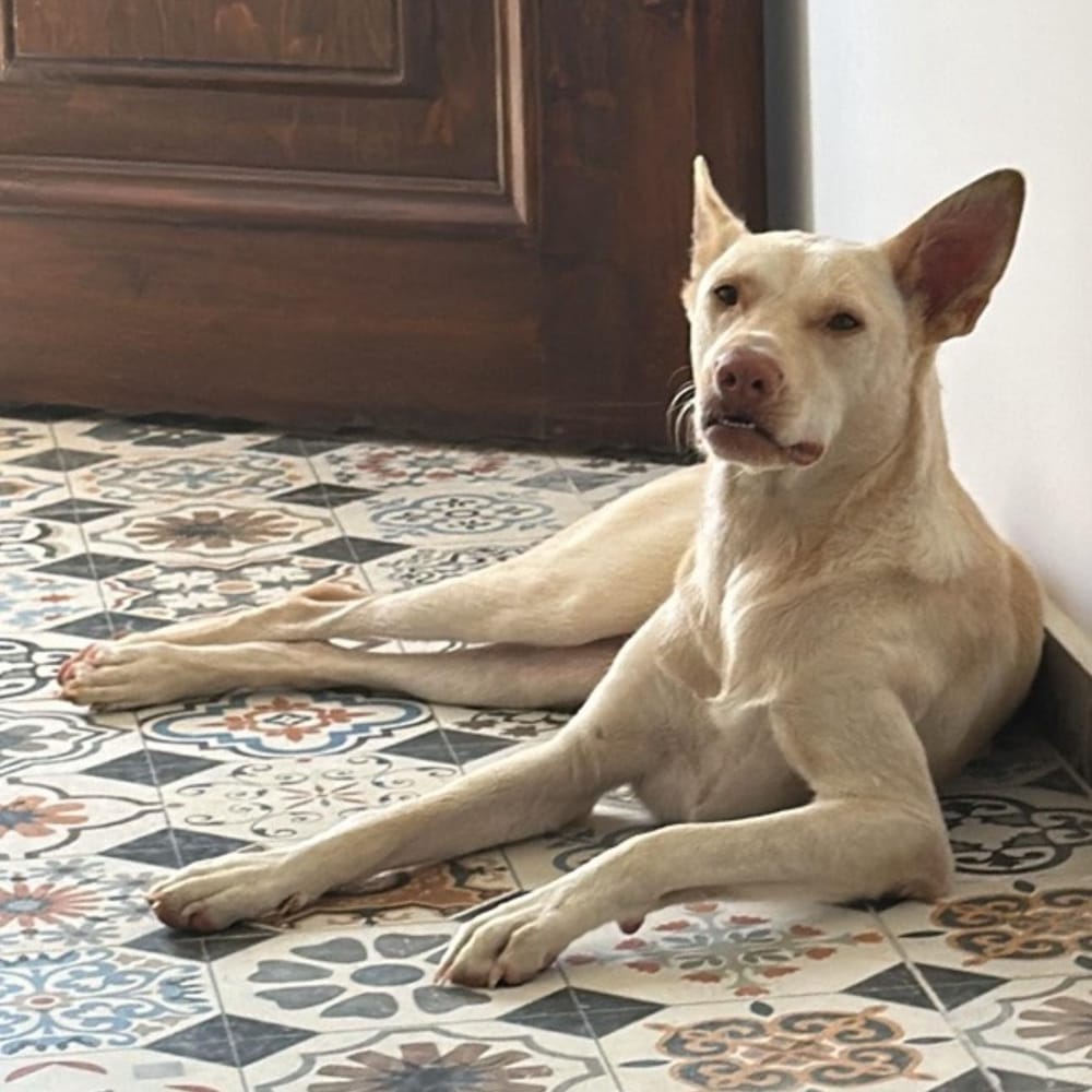 Pinky – Pharaoh Hound, available for adoption through GWARP