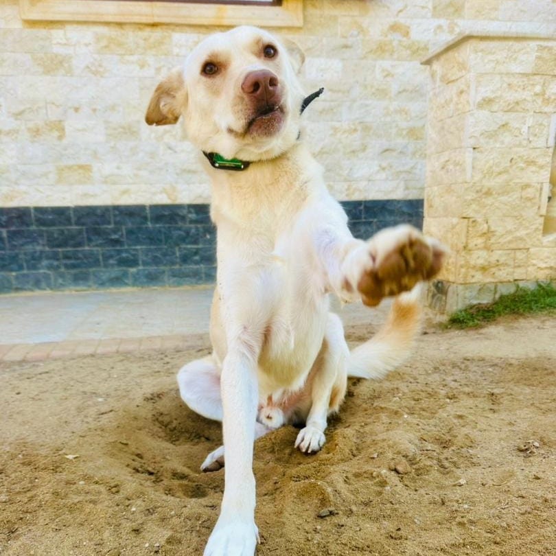 Pinky – Pharaoh Hound, available for adoption through GWARP