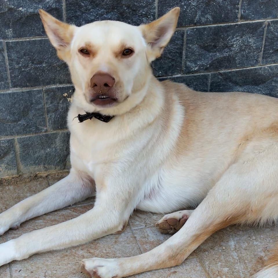 Pinky – Pharaoh Hound, available for adoption through GWARP