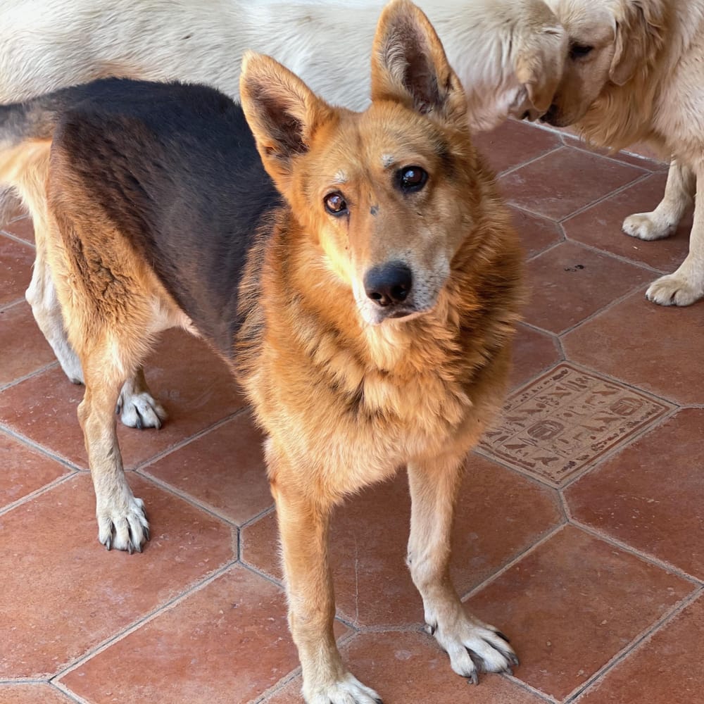 Pola – German Shepherd Dog, available for adoption through GWARP