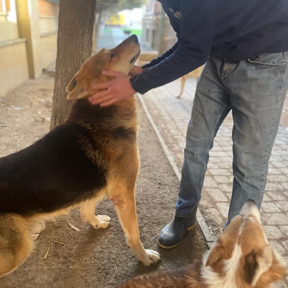 Pola – German Shepherd Dog, available for adoption through GWARP