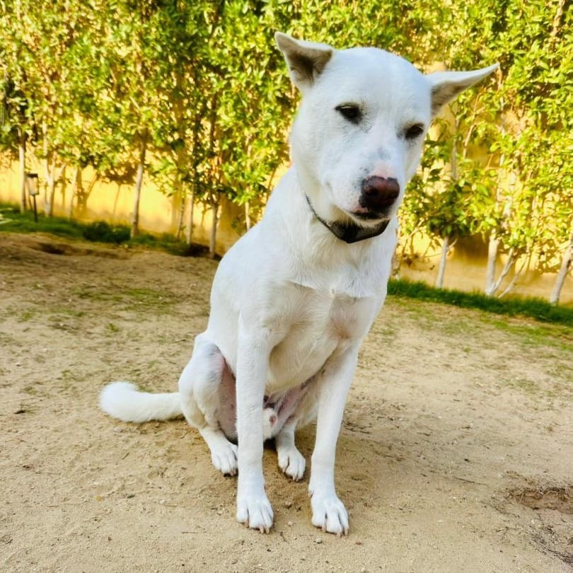 Pondoke – Shepherd, available for adoption through GWARP