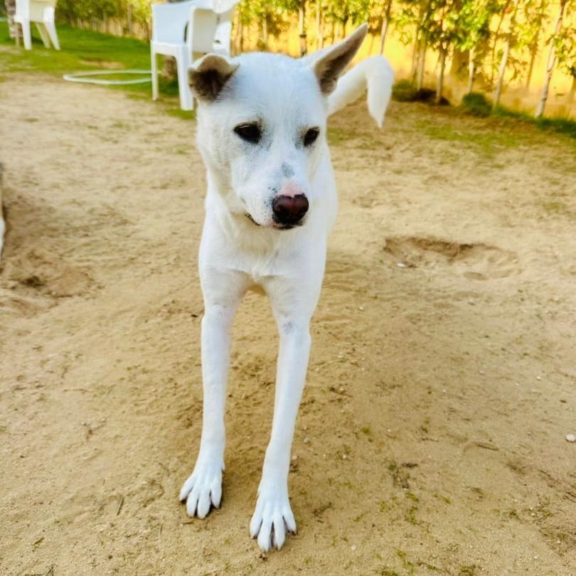 Pondoke – Shepherd, available for adoption through GWARP