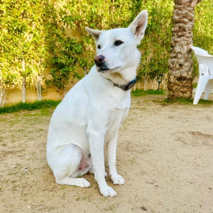 Pondoke – Shepherd, available for adoption through GWARP
