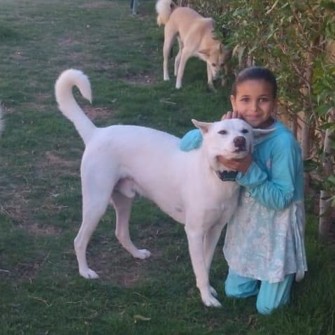 Pondoke – Shepherd, available for adoption through GWARP