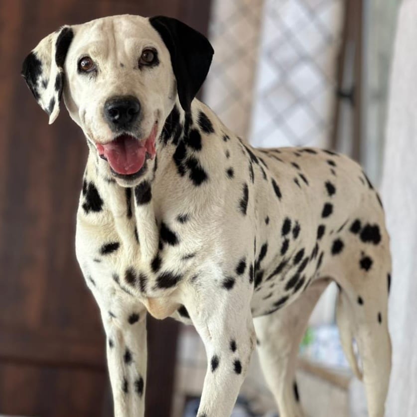 Princess – Dalmatian, available for adoption through GWARP