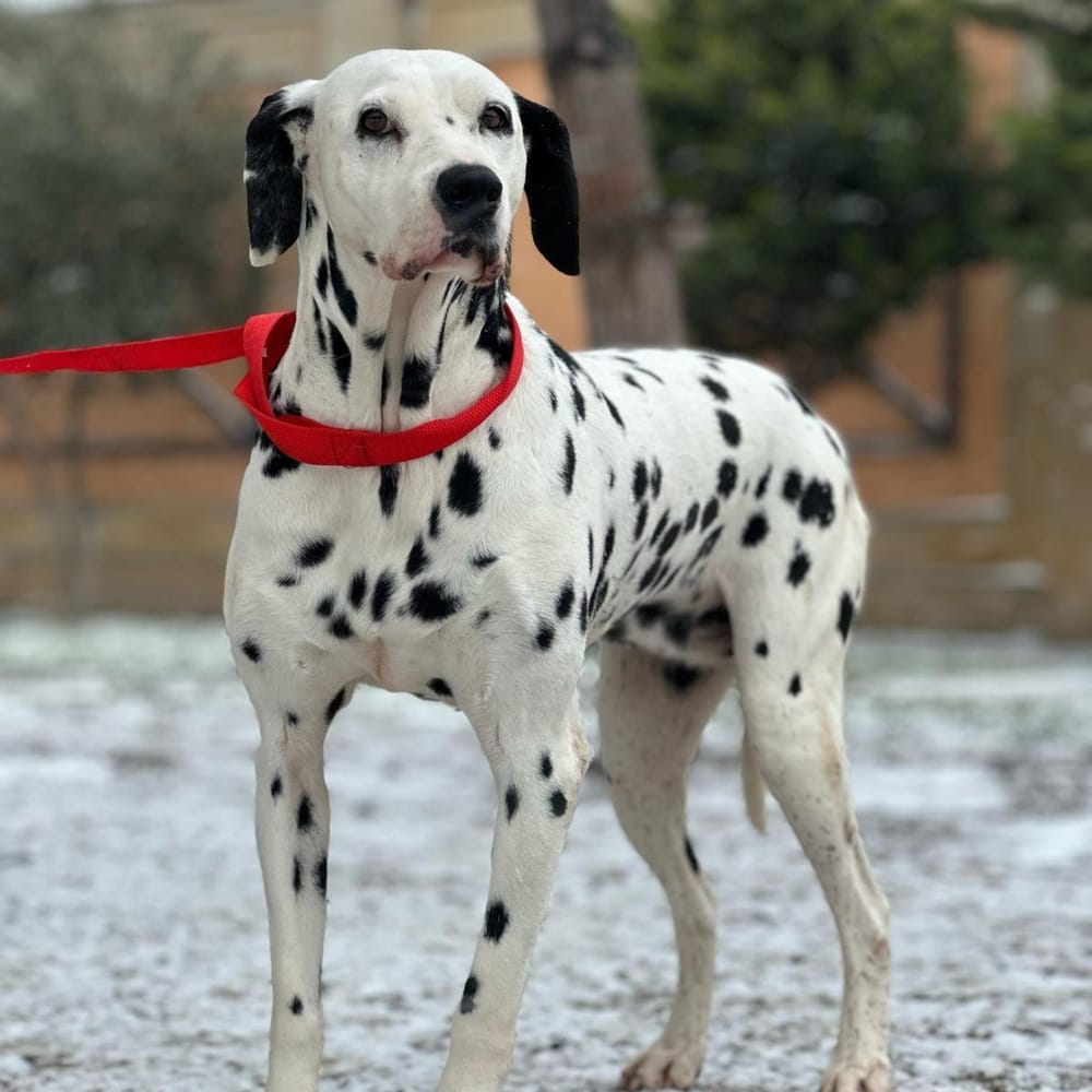 Princess – Dalmatian, available for adoption through GWARP