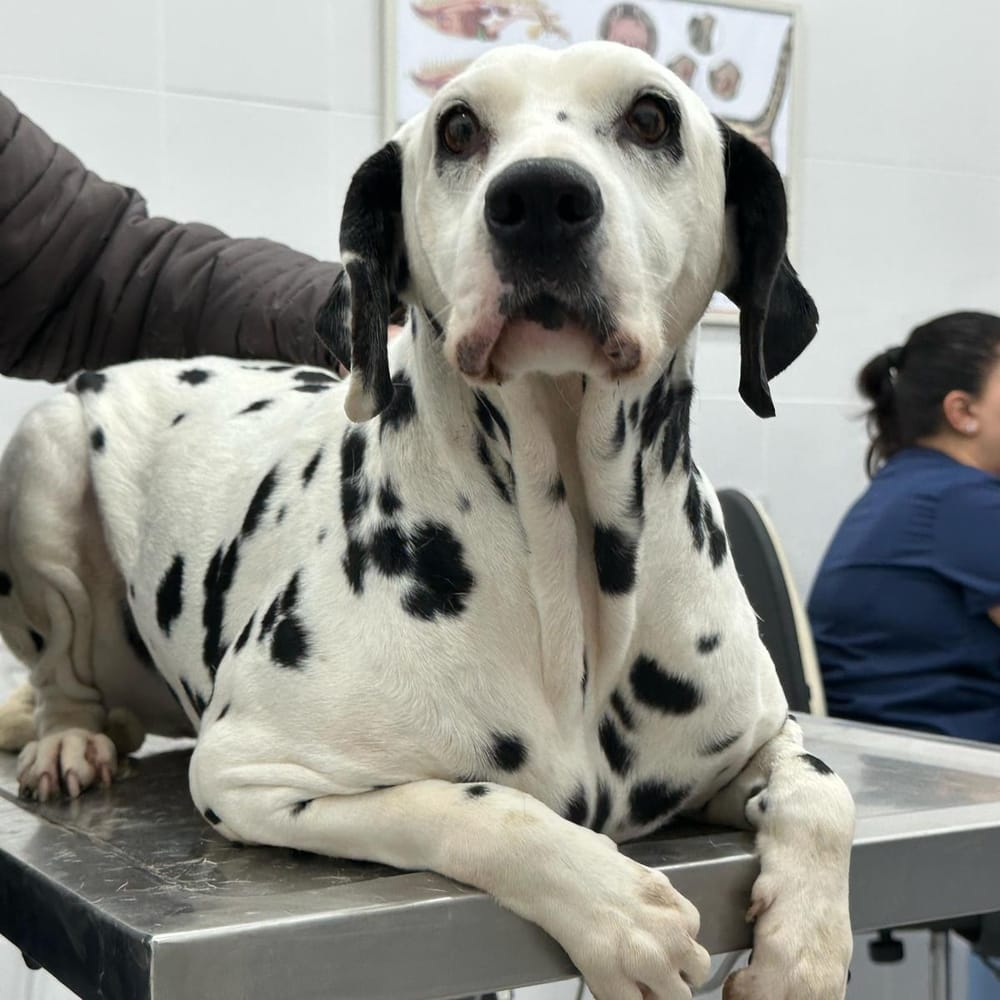 Princess – Dalmatian, available for adoption through GWARP