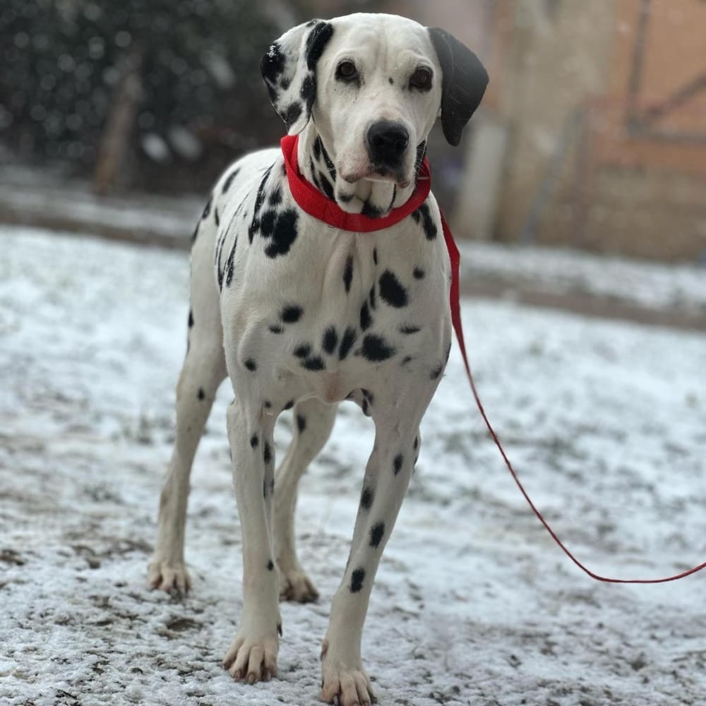 Princess – Dalmatian, available for adoption through GWARP