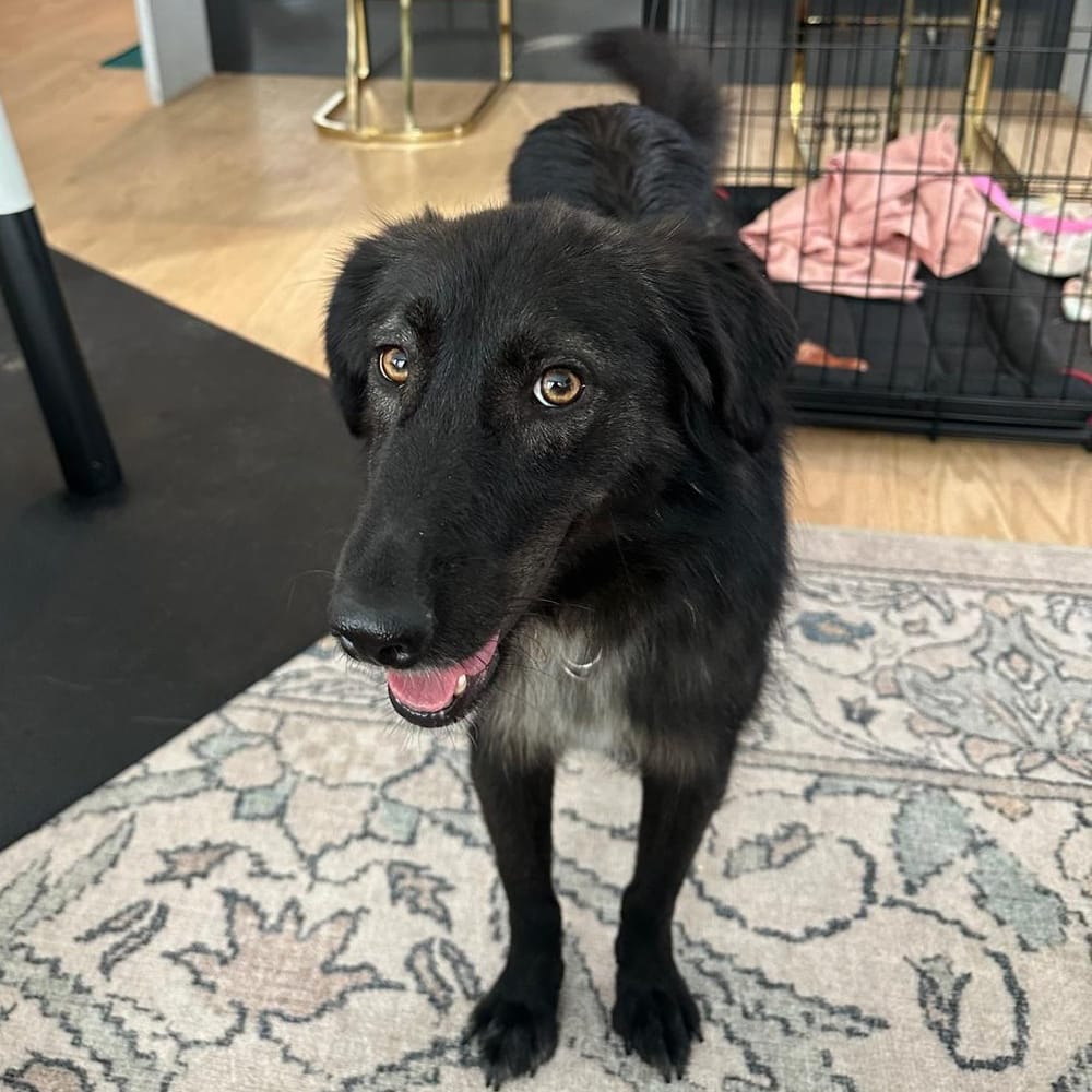 Raya – Canaan Dog, available for adoption through GWARP