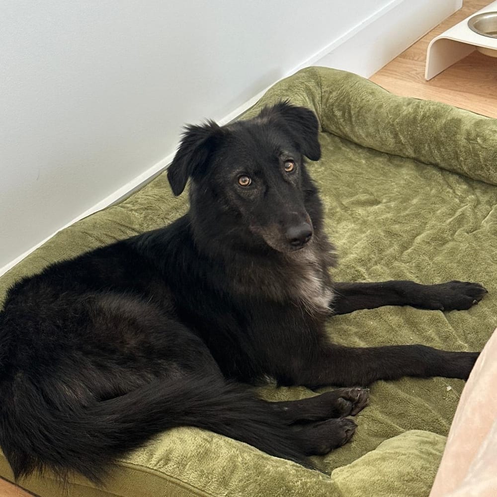 Raya – Canaan Dog, available for adoption through GWARP