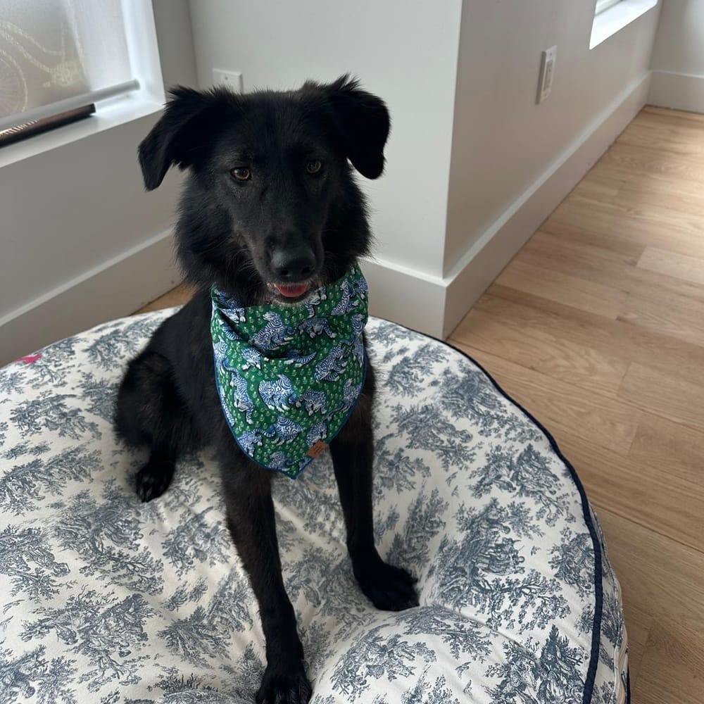 Raya – Canaan Dog, available for adoption through GWARP