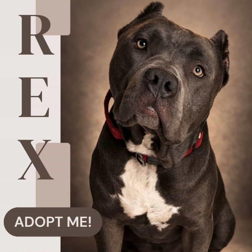 Rex – Pit Bull Terrier, available for adoption through GWARP