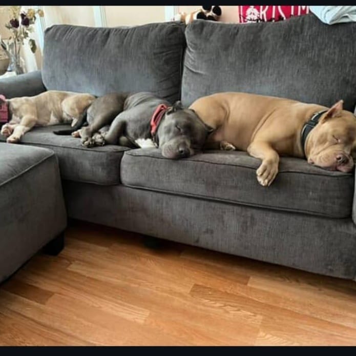 Rex – Pit Bull Terrier, available for adoption through GWARP