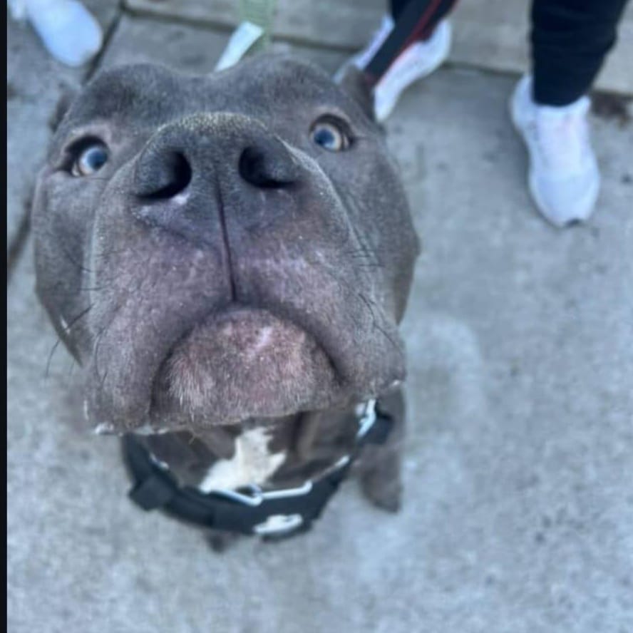 Rex – Pit Bull Terrier, available for adoption through GWARP