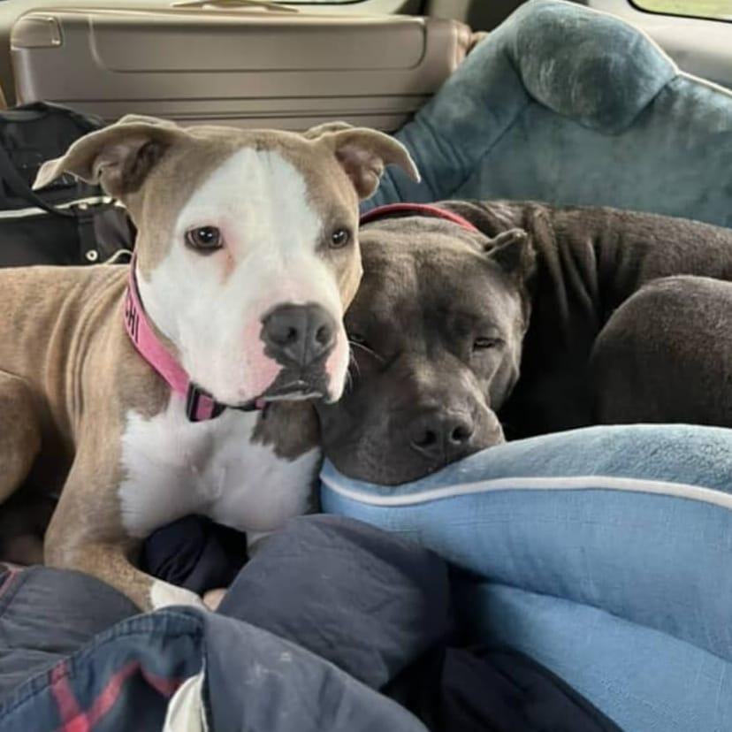 Rex – Pit Bull Terrier, available for adoption through GWARP