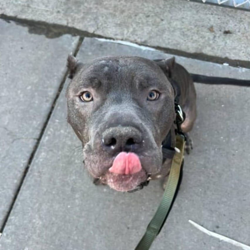 Rex – Pit Bull Terrier, available for adoption through GWARP