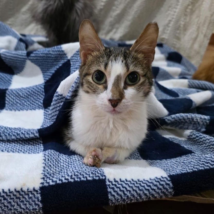 Roshka – Domestic Short Hair, available for adoption through GWARP